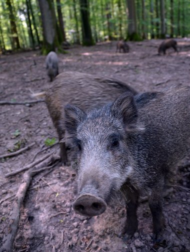 Wildschwein, Afrikanische Schweinpest Wildschwein, Afrikanische Schweinpest