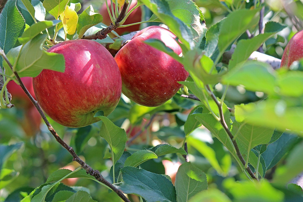 Obstverstrich in der Gemeinde Ausschnitt Apfelbaum mit roten reifen Äpfeln