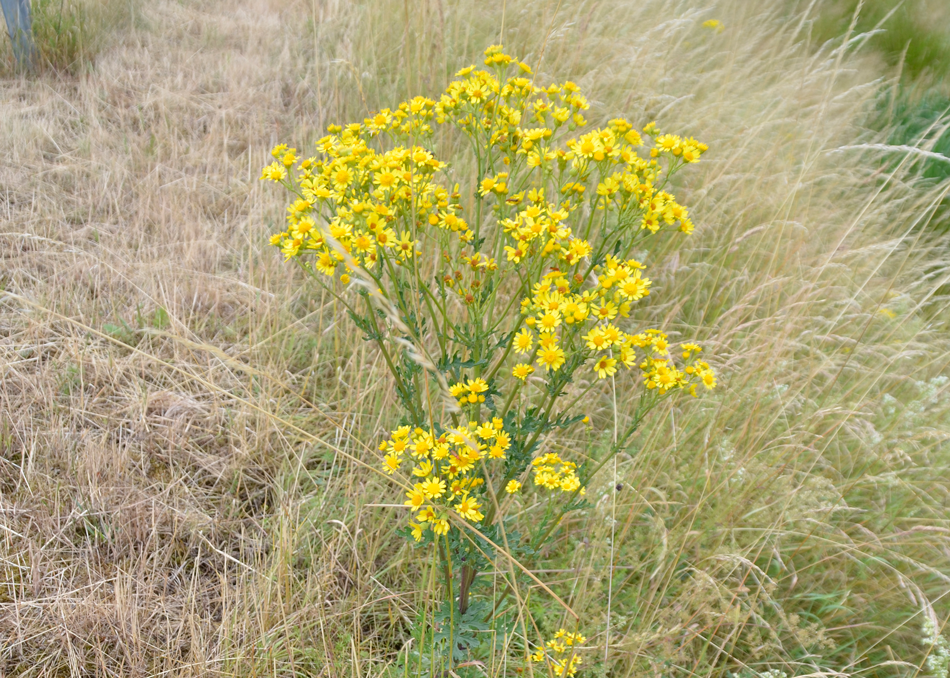 Problempflanzen in Deutschland Problempflanzen in Deutschland