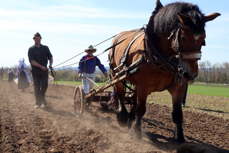 Tag der Landwirtschaft Mann auf dem Kartoffelfeld mit Pferd