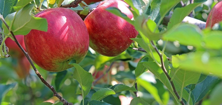 Obstverstrich in der Gemeinde Ausschnitt Apfelbaum mit roten reifen Äpfeln